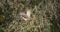 fagiano in volo durante la prova